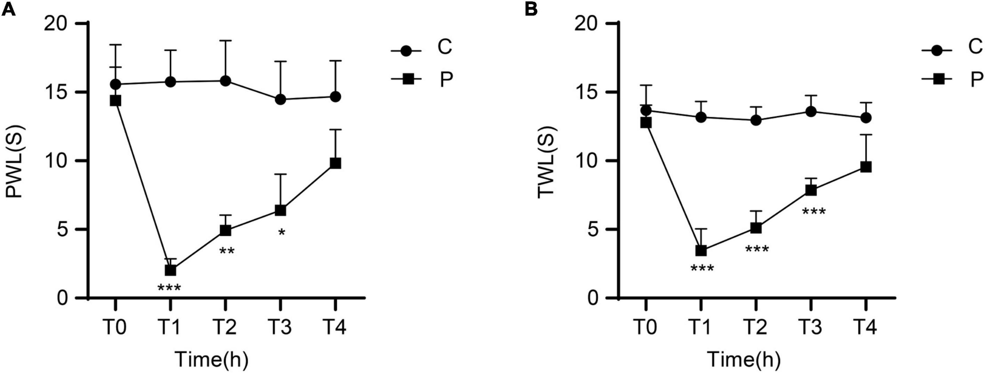 Motilin and its receptor are expressed in the dorsal horn in a rat model of acute incisional pain: Intrathecal motilin injection alleviates pain behaviors
